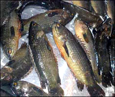 Koi Shing Magur Fish