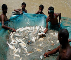 Khacai fish cultivation